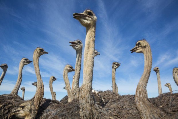 Вчені заглянули в ДНК страусів і несподівано розгадали багатовікову таємницю