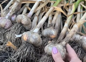 Часник, скріншот з відео