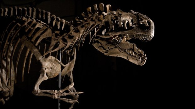 Почему динозавры так хорошо сохранились: ученые раскрыли секрет тысячелетия