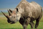Носорогам встроили камеры для охоты за браконьерами (видео)