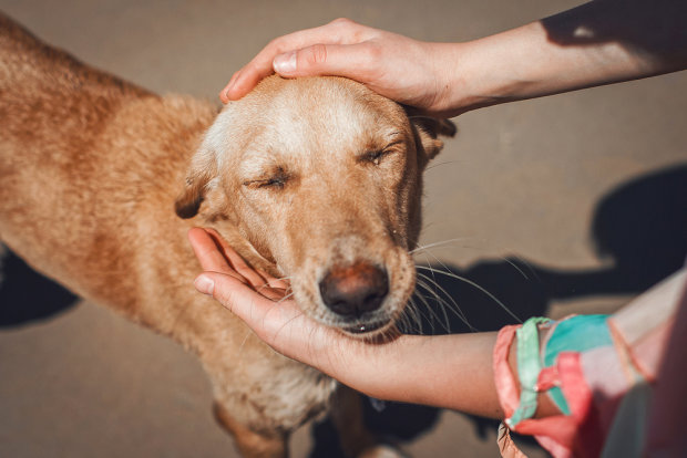 Бездомный спас пса от страшной смерти и улыбка животного подтверждает, что мир полон добра: самое милое создание, которое вы когда-либо видели
