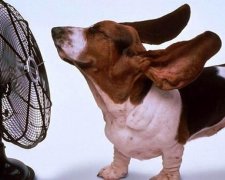 5 советов, которые помогут пережить жару