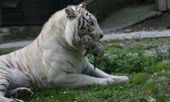 Померло останнє дитинча Тигрюлі