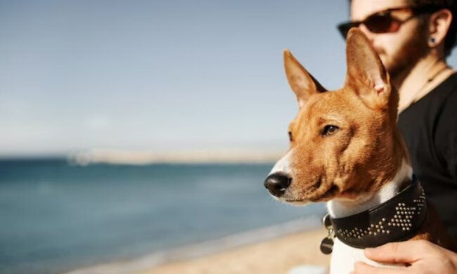 Собака на пляже. Фото Freepik