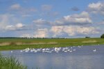 На Тернопільщині село окупували горді птахи – перетворили занедбаний ставок на туристичну Мекку