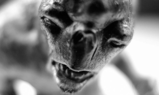 Жители небольшой деревушки наткнулись на странное существо: оно совершенно лысое, а нижняя челюсть меньше верхней