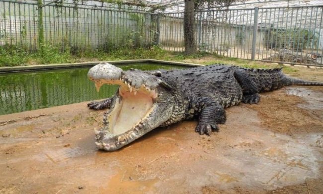 Китайському крокодилу-гіганту запропонували 16 подруг (ФОТО)