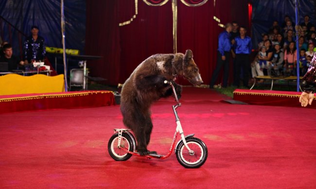 В Украине запретили работу шапито: животных отпустят на свободу