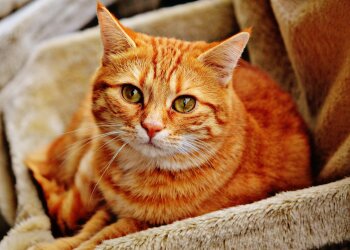 Домашний кот, фото Pxhere