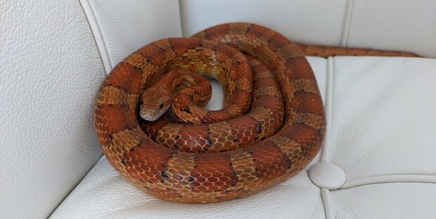 Змея. Фото: Википедия