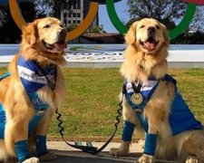 Instagram влаштував Олімпіаду для тварин