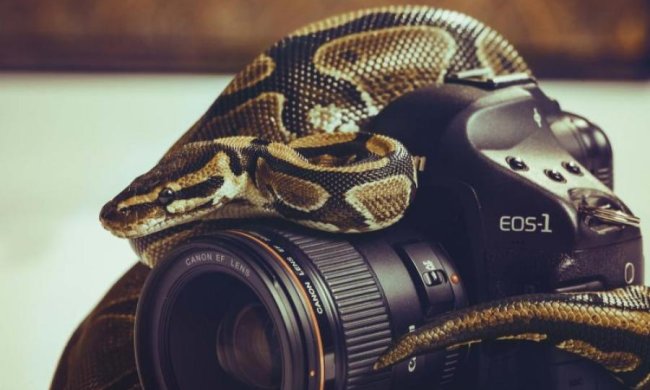 Півтораметровий жах мало не зірвав ефір