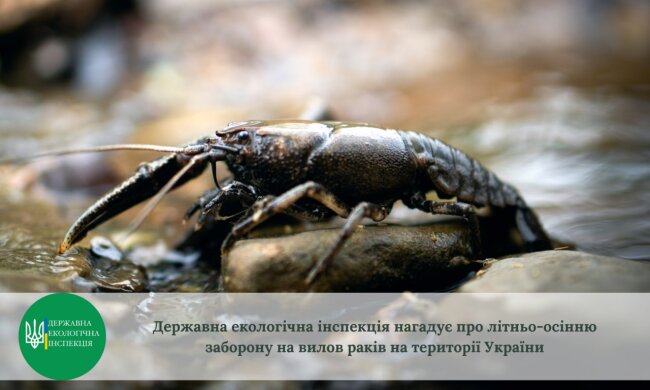 Державна екологічна інспекція нагадує про літньо-осінню заборону на вилов раків на території України
