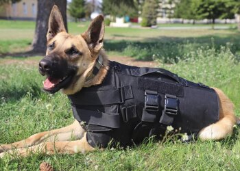 Пограничная служебная собака. Фото: Facebook