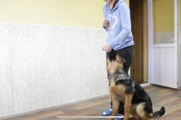 Выгул собаки, фото: скриншот из видео