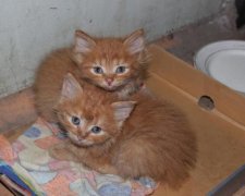 Скрутили кошенятам шиї і хребти: шкуродери тримають у страху все місто