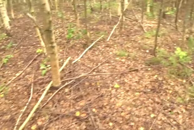 Ліс, фото YouTube