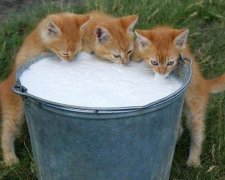 Котики, яких застукали на гарячому (фото)