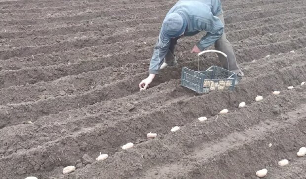Эксперты посоветовали когда лучше садить картофель, чтобы уродила - ЗНАЙ ЮА