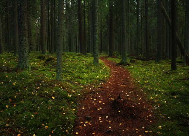 Фотограф заявил, что леса Финляндии самые "живые". Его снимки доказывают, что он абсолютно прав