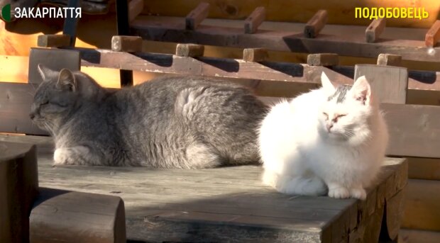Коти Закарпаття, скріншот відео