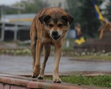 Безпритульна собака. Фото з відкритих джерел