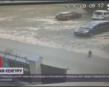 На Київщині стрибучий вихованець вирвався на свободу, ловлять усім світом: "Камера засікла"