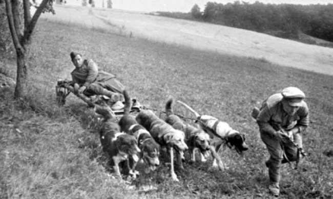 Наступ фашистів на Київ затримали вівчарки - цікаве з історії