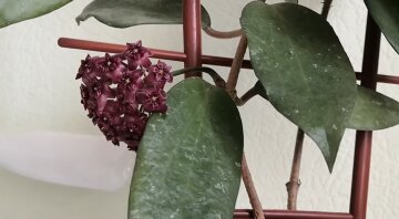 Хоя, цветок, фото