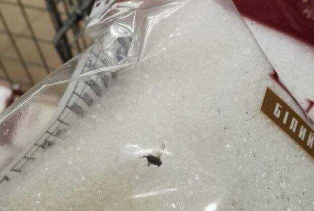Сахар с мухой, фото: Черный список / Телеграмм