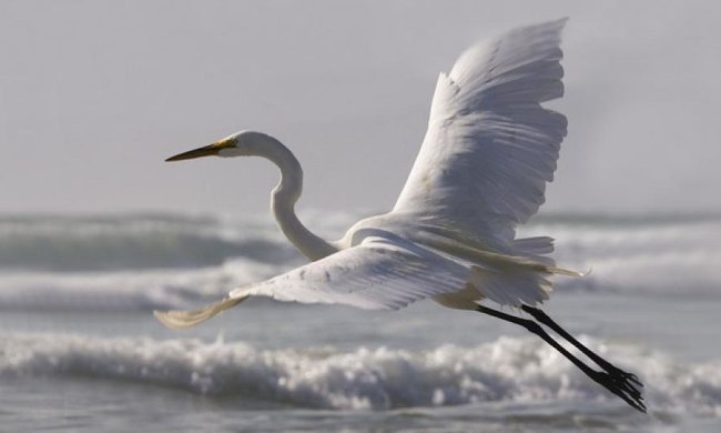 Под Одессой от мороза умирают белые цапли