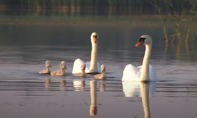 Лебеді, скріншот з відео