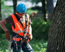 Пожежники не допомогли, врятував альпініст: у Харкові малюк чотири дні просидів на дереві