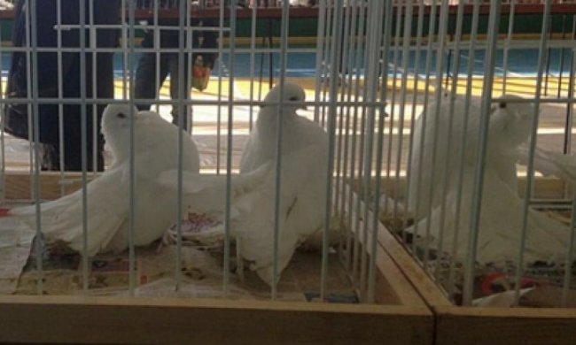Традиційна виставка-продаж декоративних голубів  пройшла на Снятинщині (фото)