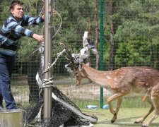 Порятунок рядового Тузика: як працює МНС для тварин