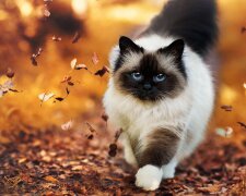 Котик осенью, WallpaperAccess