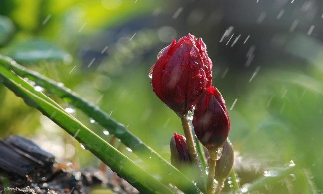 Погода на 9 квітня: повертається похолодання і дощі