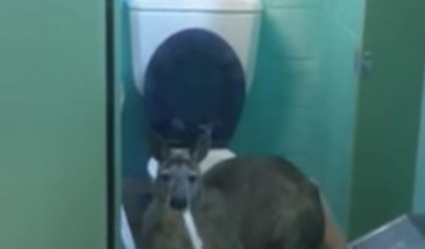 Австралийский кенгуру пообедал в общественном туалете