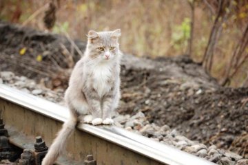 Вот это уровень: министр остановил поезда из-за кота