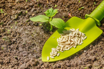 Посадка огурцов, изображение из свободных источников