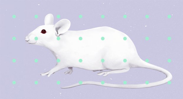 Мышей избавили от зависимости, на очереди — люди