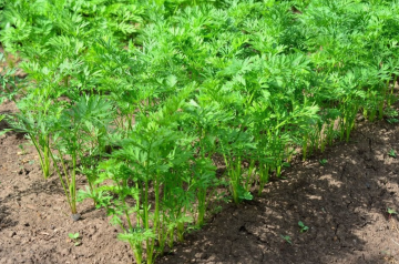 Морковь, огород, фото из свободных источников