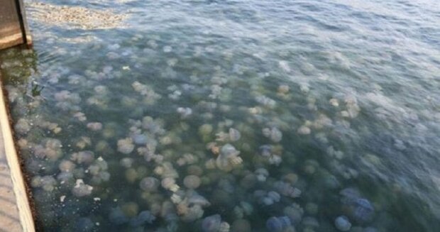 Полчища медуз на Азовському морі вивозять екскаваторами, тхне безбожно: відпочинок зіпсовано