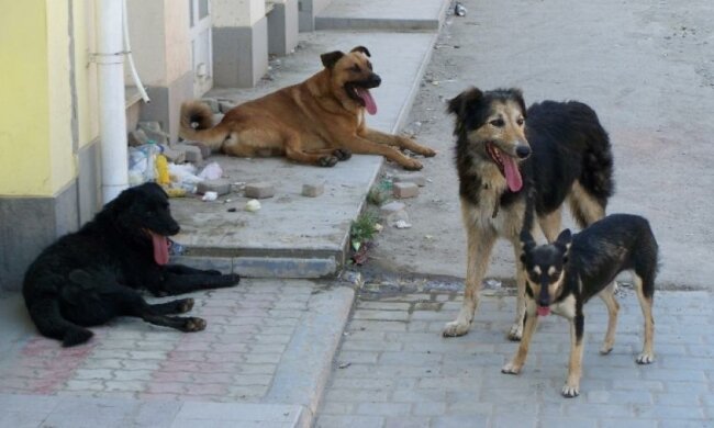 "Азов" відкрив полювання на догхантерів