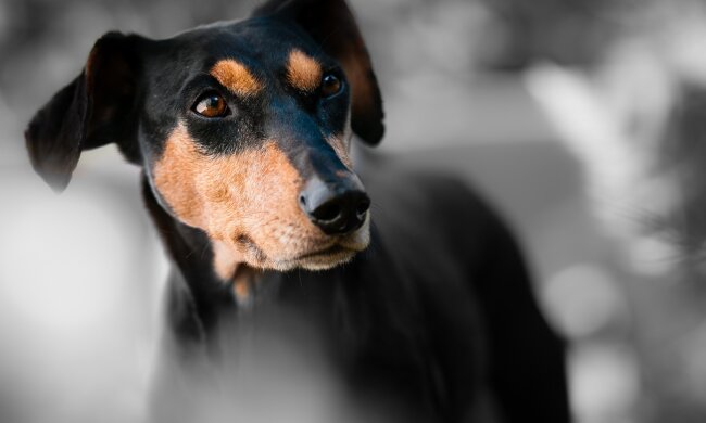 собака, фото Pxhere