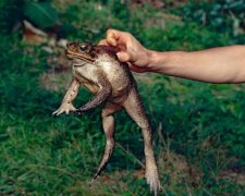 Мясо на ужин, шкурку на купальник: девушка превратила лягушек в бикини