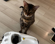 Котик, фото: Знай.ua