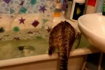 Котик у ванній, кадр з відео