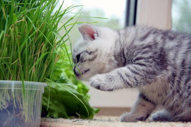 Розумні пухнастики: вчені з'ясували, чому кішки їдять траву