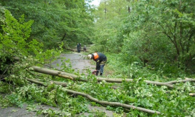 Буревій на Закарпатті: одна людина загинула
